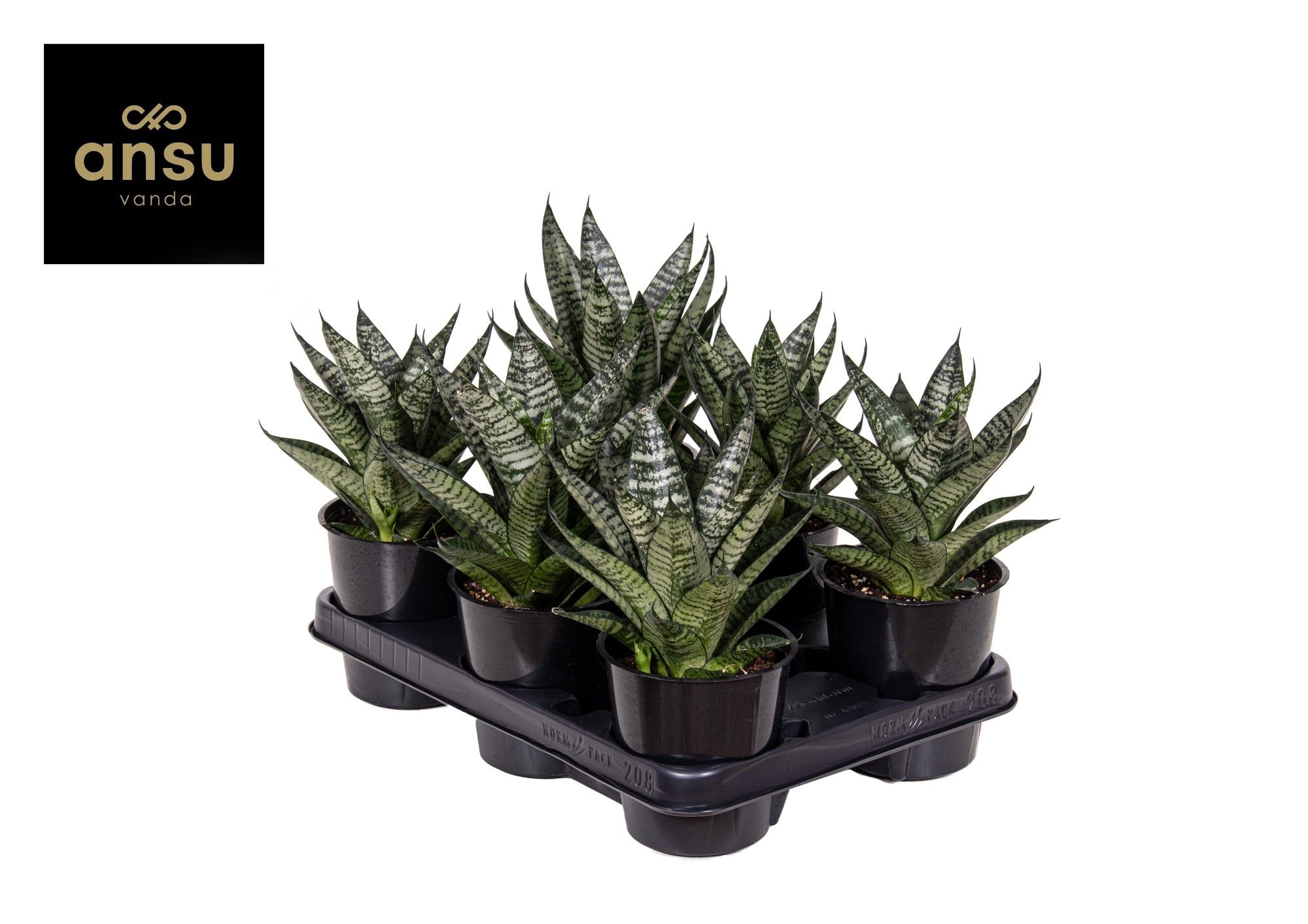Горшечные цветы и растения оптом Sansevieria Star Ming Green Marble от 10шт из Голландии с доставкой по России