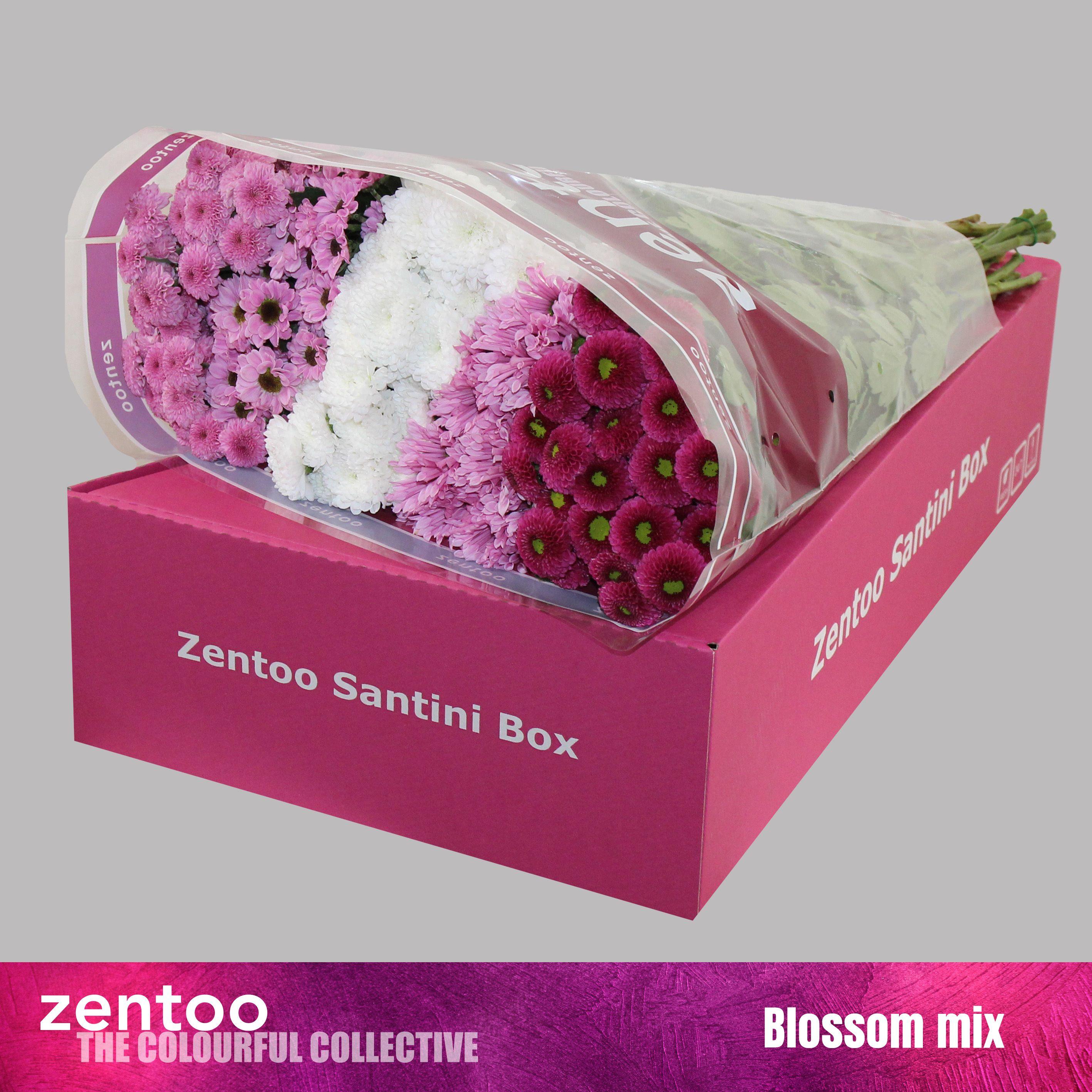 Срезанные цветы оптом Chrys sa mix blossom от 25шт из Голландии с доставкой по России