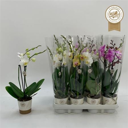 Горшечные цветы и растения оптом Phal Gem 2 Branches 16+ от 12шт (для телеги) из Голландии с доставкой по России