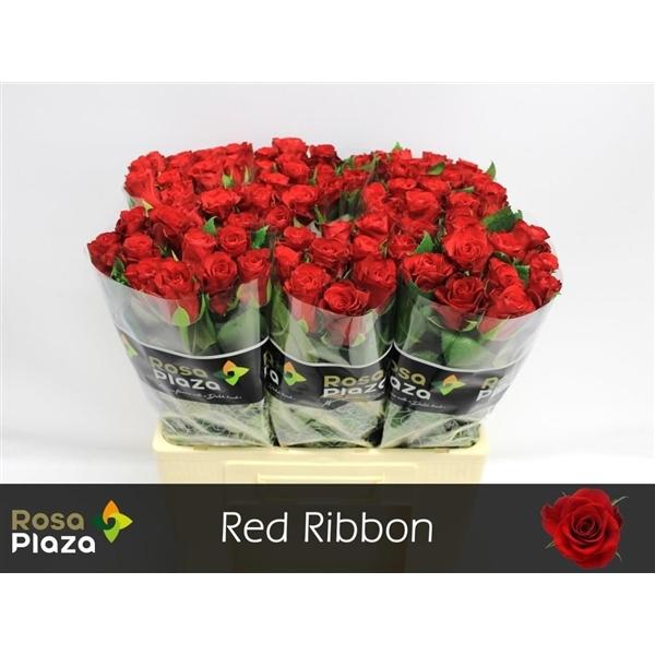 Срезанные цветы оптом Rosa large red ribbon от 80шт из Голландии с доставкой по России