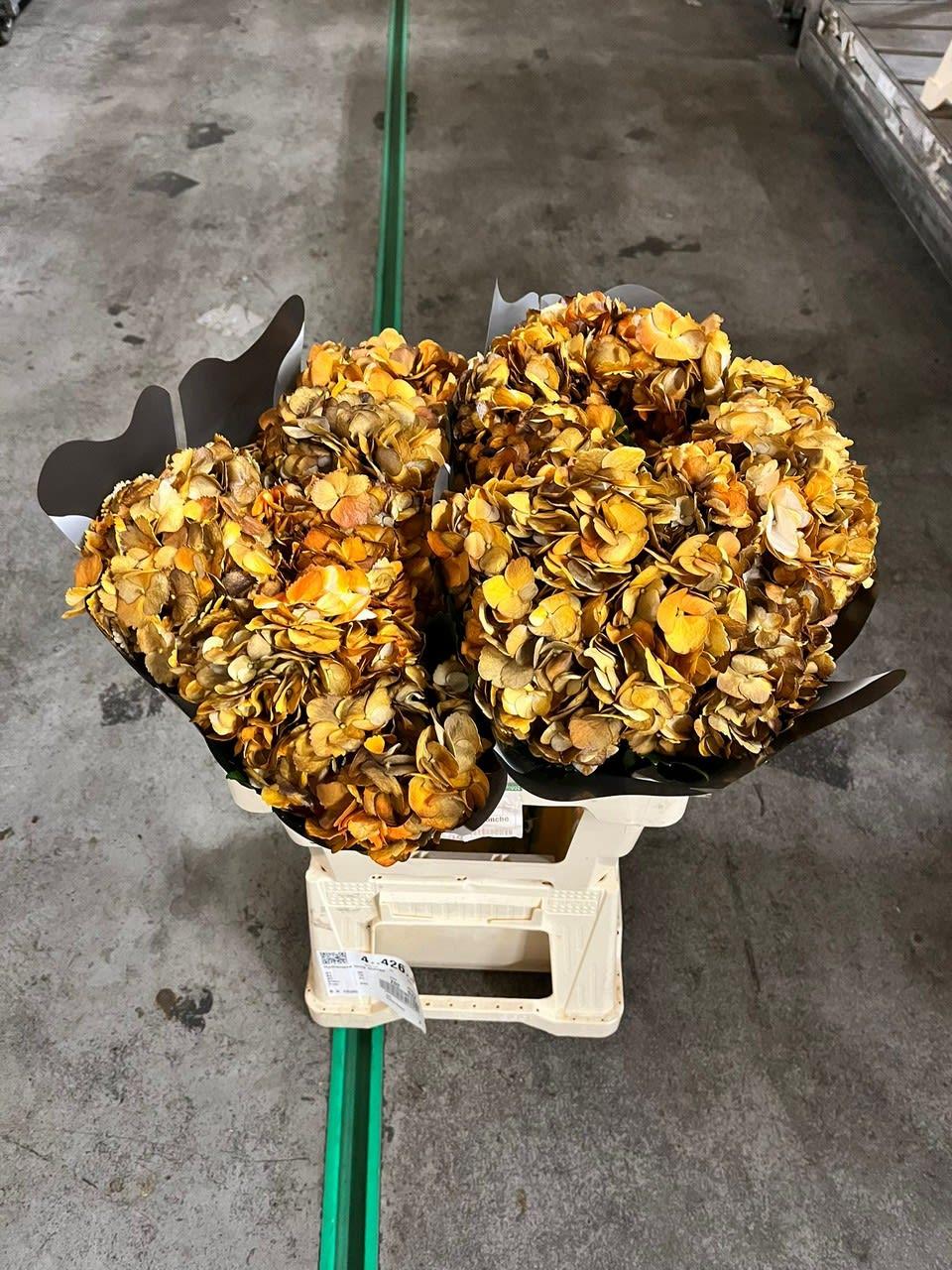 Срезанные цветы оптом Hydrangea terra orange от 10шт из Голландии с доставкой по России