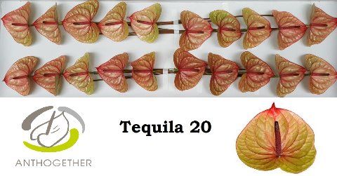 Срезанные цветы оптом Anthurium tequila от 20шт из Голландии с доставкой по России