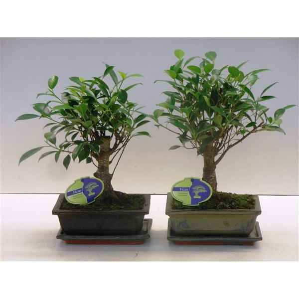 Горшечные цветы и растения оптом Bonsai Ficus Retusa, 20cm., Broom, With Drip Tray от 7шт из Голландии с доставкой по России