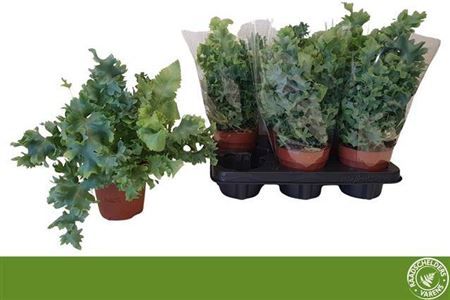 Горшечные цветы и растения оптом Phlebo A Davana от 6шт из Голландии с доставкой по России