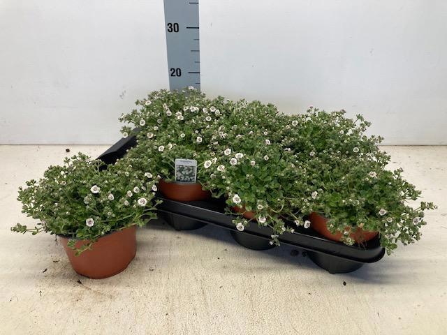 Горшечные цветы и растения оптом Gyps Cerastioides от 7шт из Голландии с доставкой по России