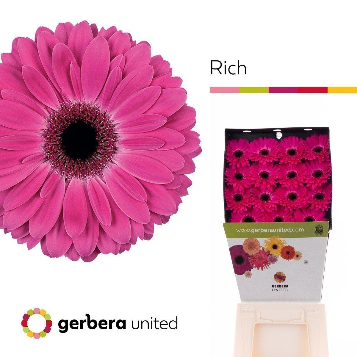 Срезанные цветы оптом Gerbera diamond rich от 15шт из Голландии с доставкой по России