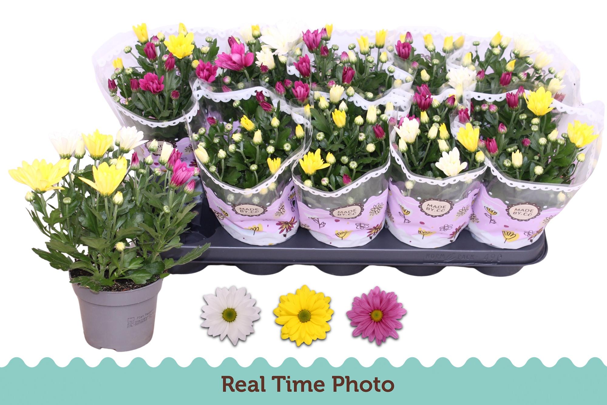 Горшечные цветы и растения оптом Chrys Gem In Pot от 10шт из Голландии с доставкой по России