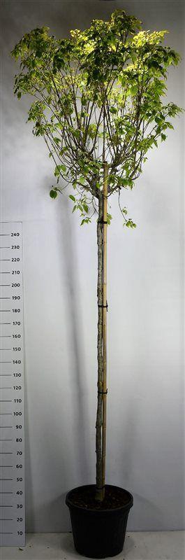 Горшечные цветы и растения оптом Cornus Kousa China Girl On Stem от 1шт из Голландии с доставкой по России