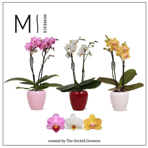 Горшечные цветы и растения оптом Phal 2st Mimesis Mix 16+ In Ceramic (orchid Grower от 11шт из Голландии с доставкой по России