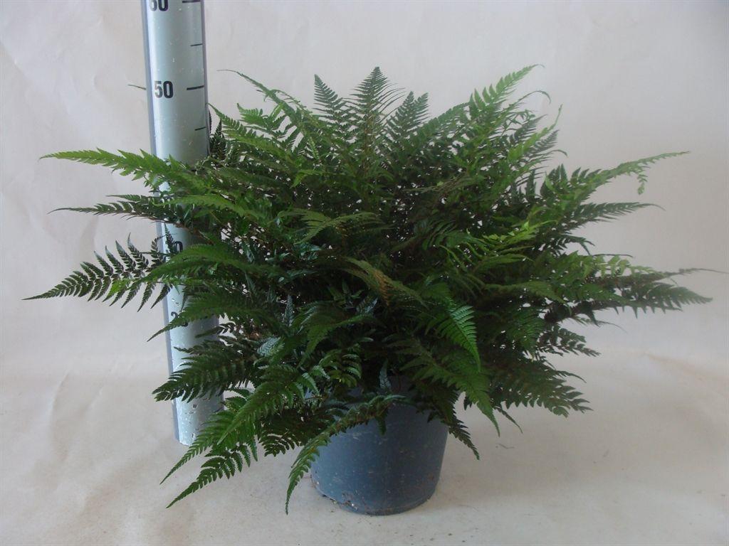 Горшечные цветы и растения оптом Asplenium от 1шт из Голландии с доставкой по России