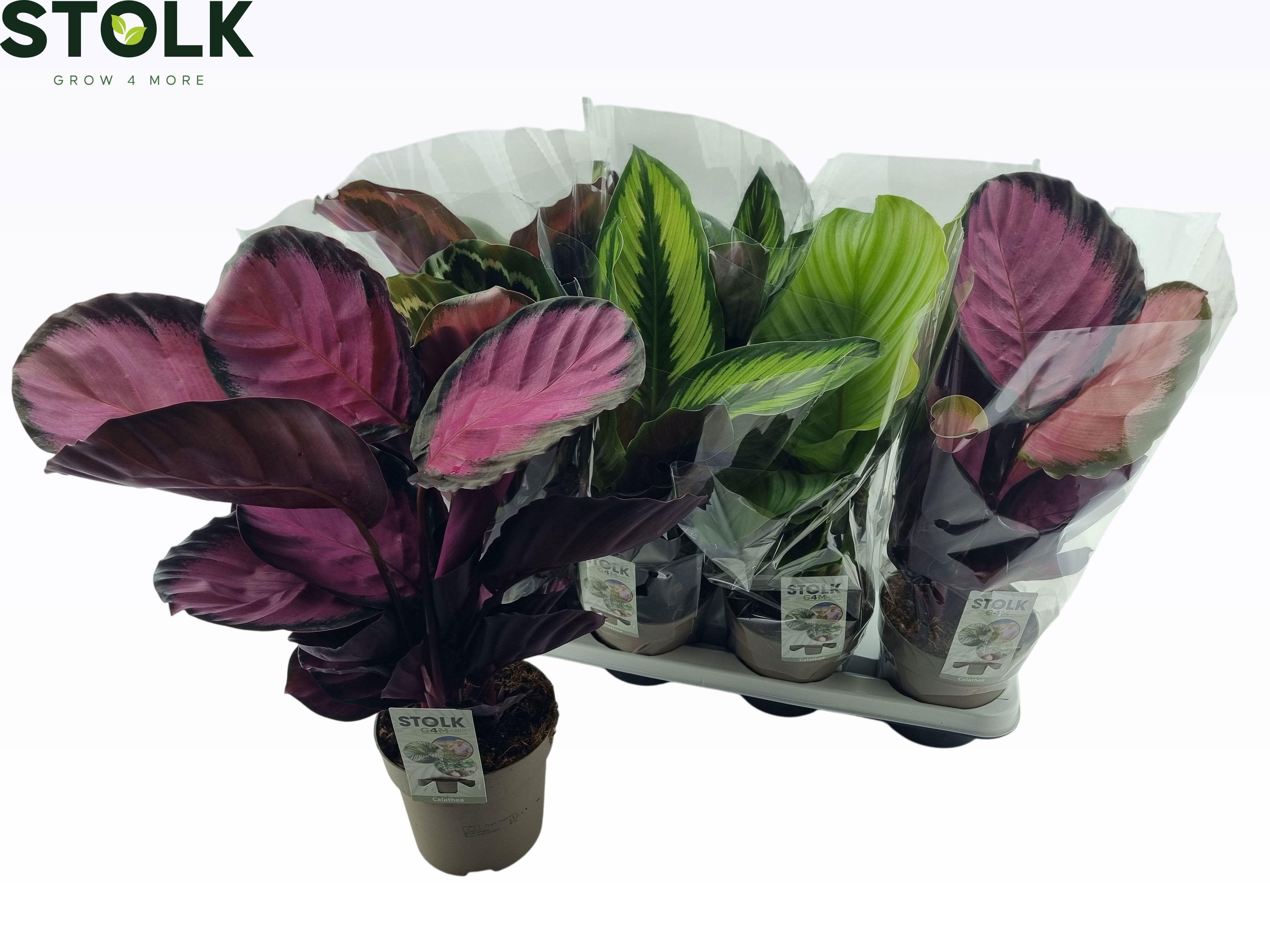 Горшечные цветы и растения оптом Calat Gem 6 Srt от 8шт из Голландии с доставкой по России