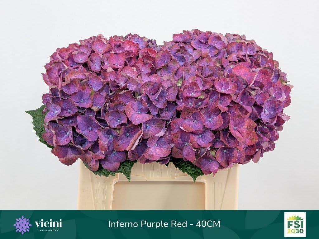 Срезанные цветы оптом Hydrangea my beautiful inferno от 10шт из Голландии с доставкой по России