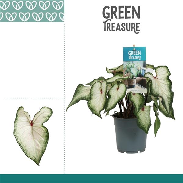 Горшечные цветы и растения оптом Caladium White Wonder от 6шт из Голландии с доставкой по России