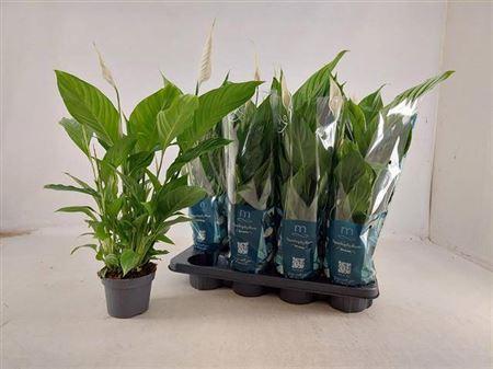 Горшечные цветы и растения оптом Spath Strauss 4+ от 8шт из Голландии с доставкой по России Горшечные цветы и растения оптом Spath Strauss 4+ от 8шт из Голландии с доставкой по России