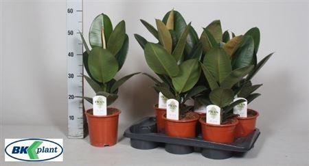 Горшечные цветы и растения оптом Ficus El Robusta от 6шт из Голландии с доставкой по России