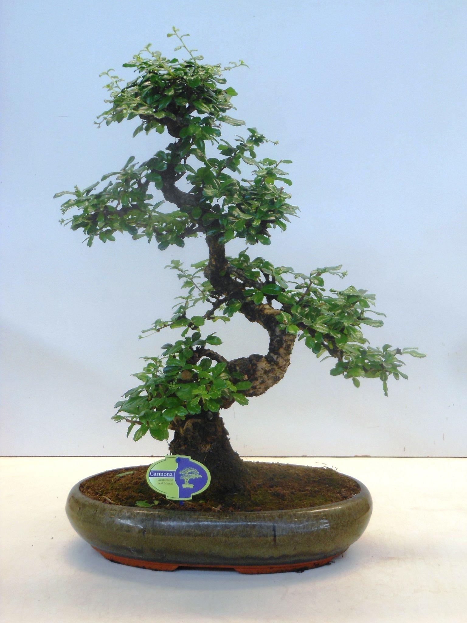 Горшечные цветы и растения оптом Bonsai Carmona Macrophylla, 39cm., Shape, Without от 1шт из Голландии с доставкой по России