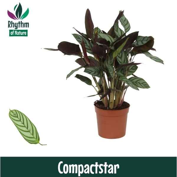 Горшечные цветы и растения оптом Calathea Compactstar (rhythm Of Nature) от 10шт из Голландии с доставкой по России