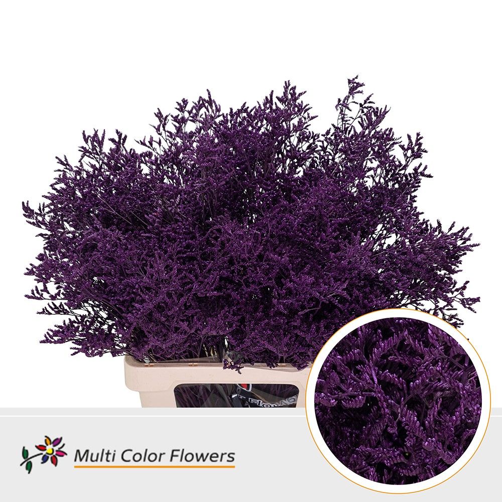 Срезанные цветы оптом Limonium paint lila dark от 50шт. из Голландии с доставкой по России