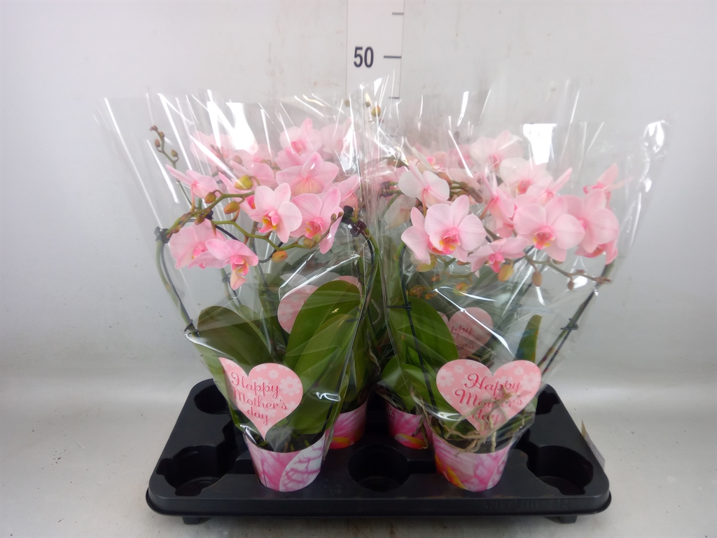 Горшечные цветы и растения оптом Phalaenopsis   ... от 6шт (для телеги) из Голландии с доставкой по России