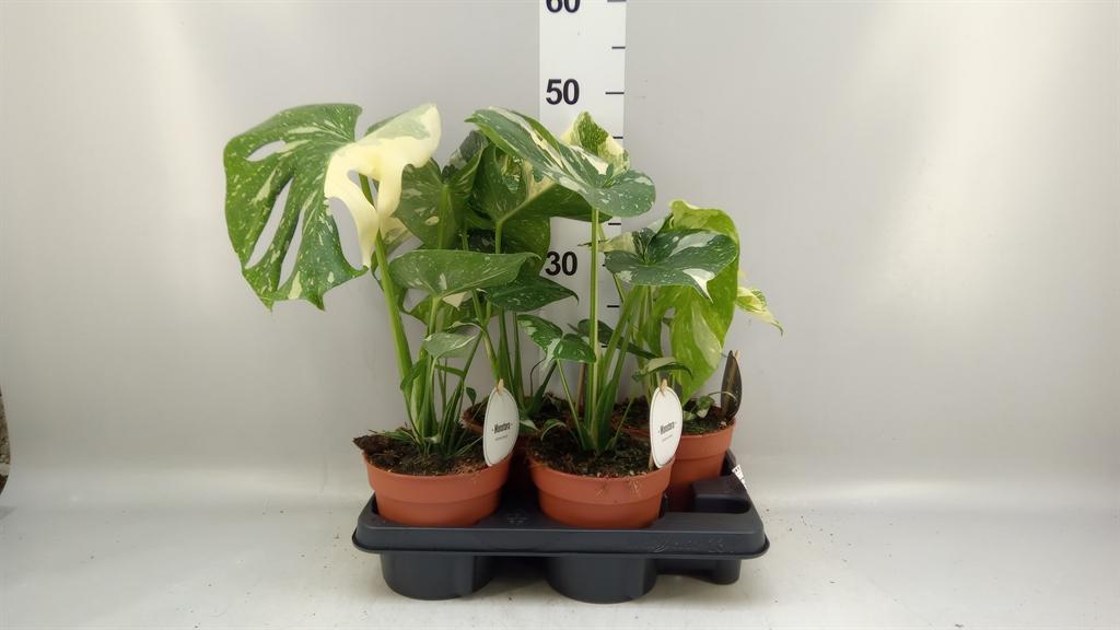 Горшечные цветы и растения оптом Monstera Delic. thai Constellatio от 4шт из Голландии с доставкой по России