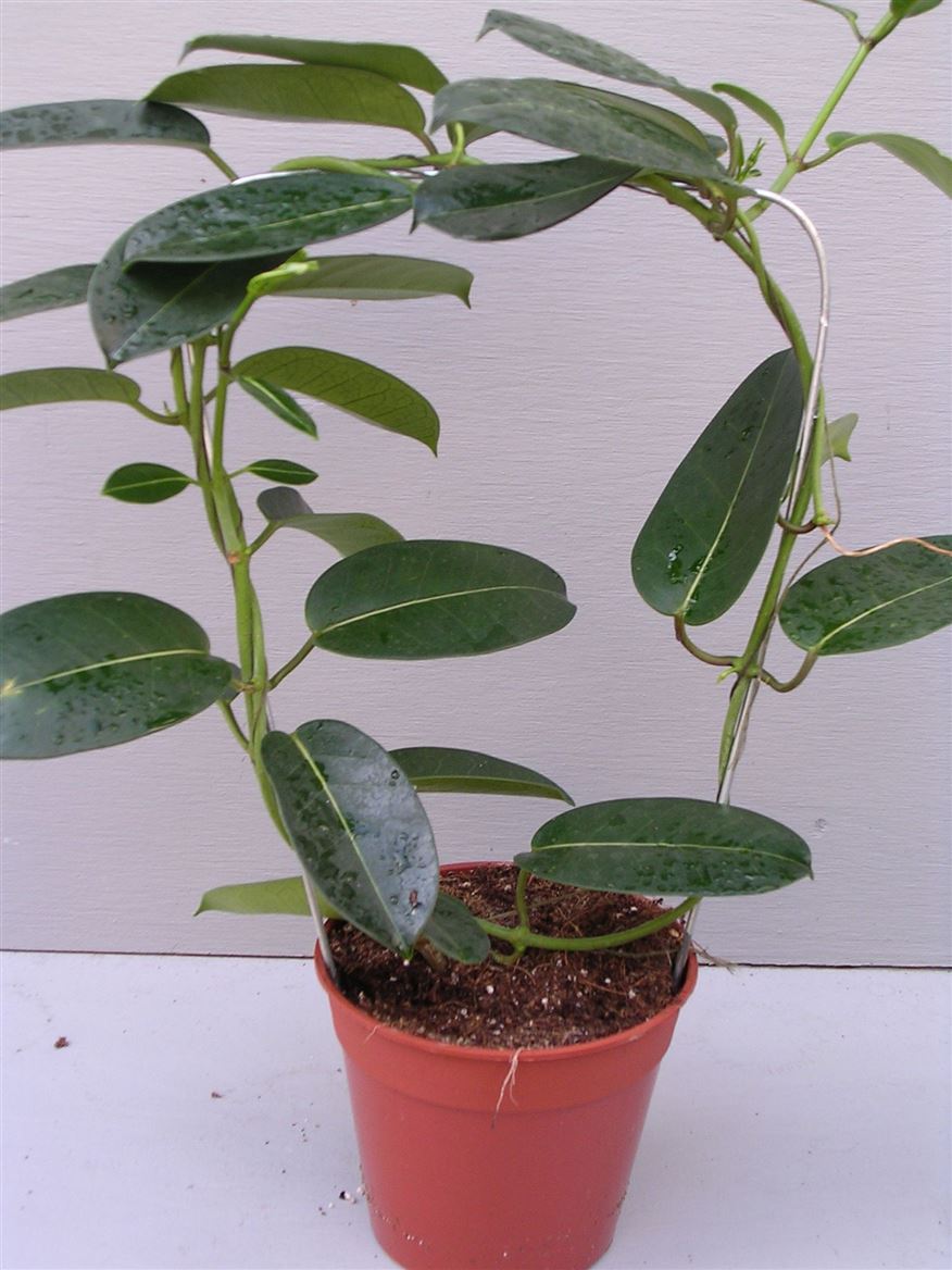Горшечные цветы и растения оптом Stephanotis Evergreen от 18шт из Голландии с доставкой по России