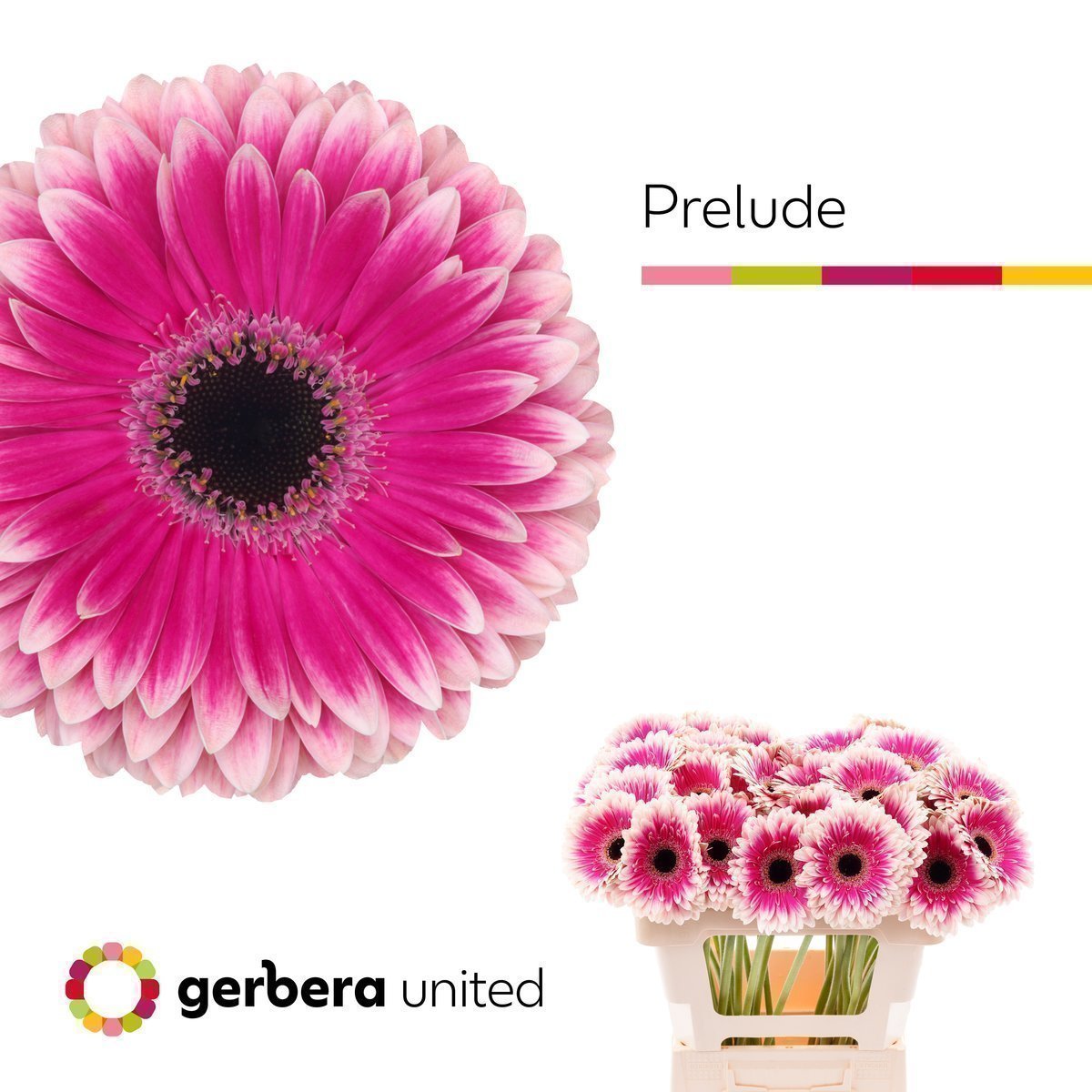 Срезанные цветы оптом Gerbera prelude от 50шт. из Голландии с доставкой по России