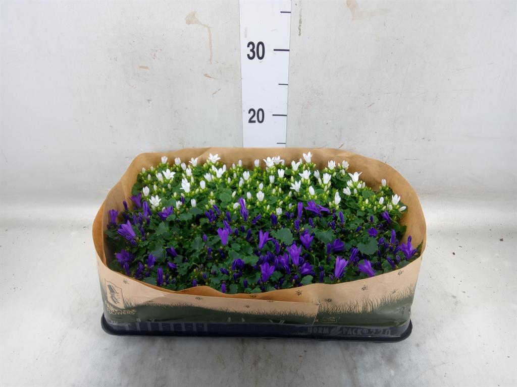 Горшечные цветы и растения оптом Campanula   ... от 20шт (для телеги) из Голландии с доставкой по России