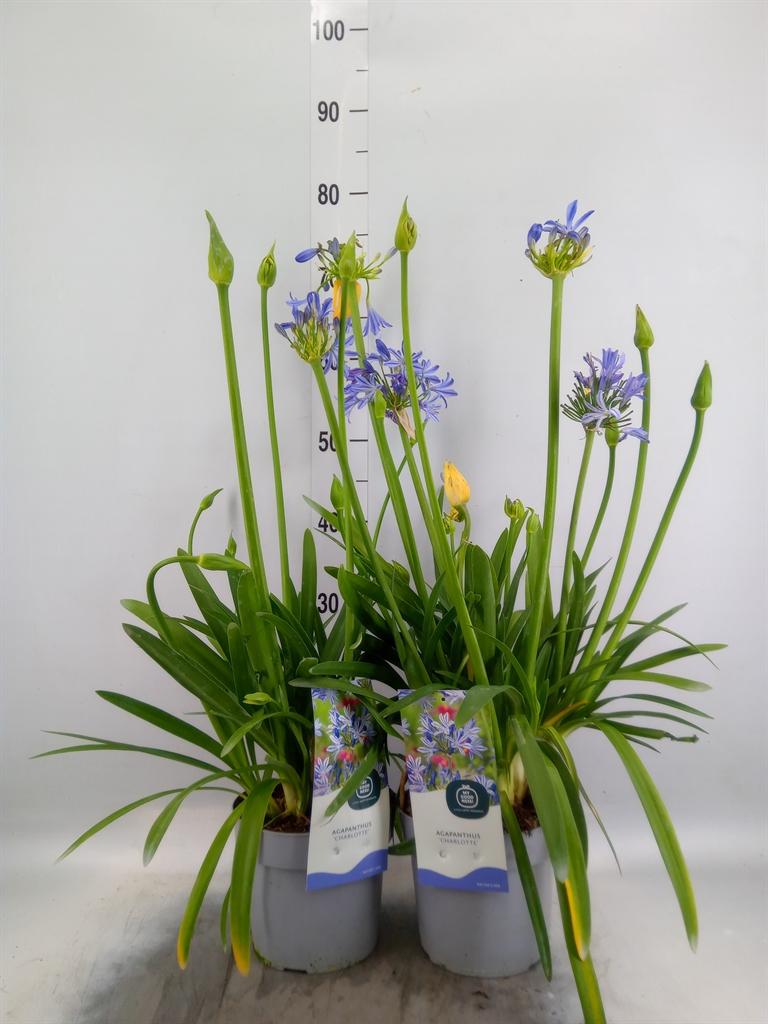 Горшечные цветы и растения оптом Agapanthus   ... от 6шт из Голландии с доставкой по России