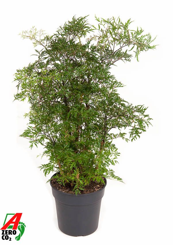 Горшечные цветы и растения оптом Polyscias Ming Branched от 1шт из Голландии с доставкой по России