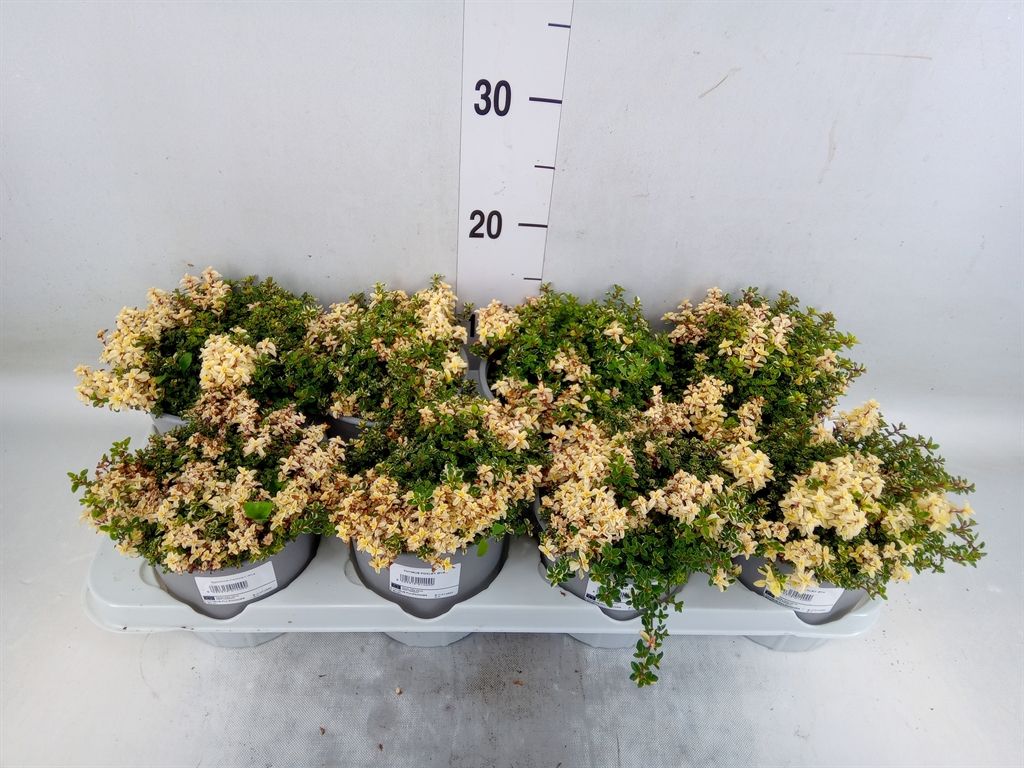 Горшечные цветы и растения оптом Thymus Vulgaris от 8шт из Голландии с доставкой по России