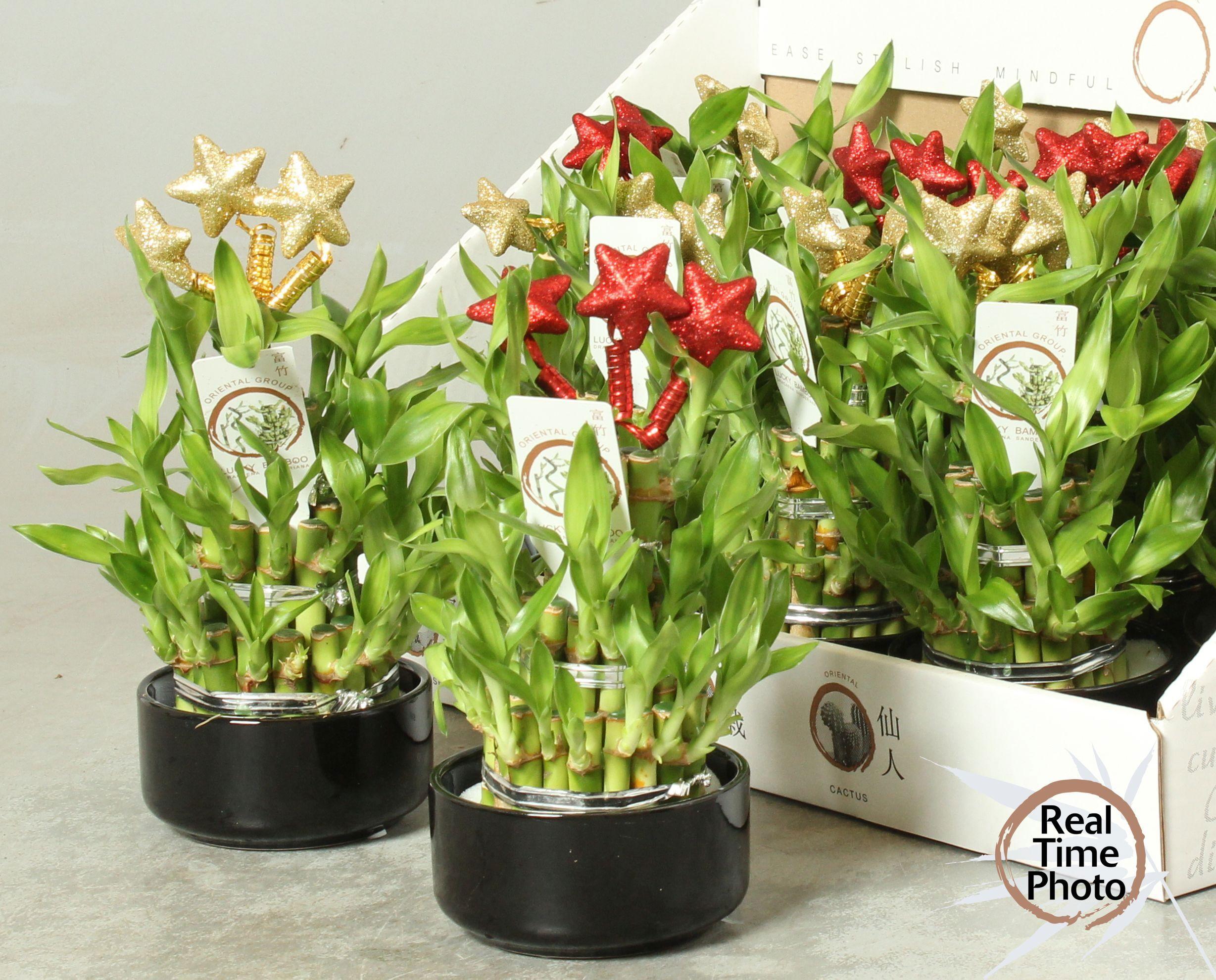 Горшечные цветы и растения оптом Dra Lucky Bamboo от 13шт из Голландии с доставкой по России