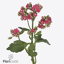 Срезанные цветы оптом Kalanchoe sensual pink meadow от 20шт из Голландии с доставкой по России