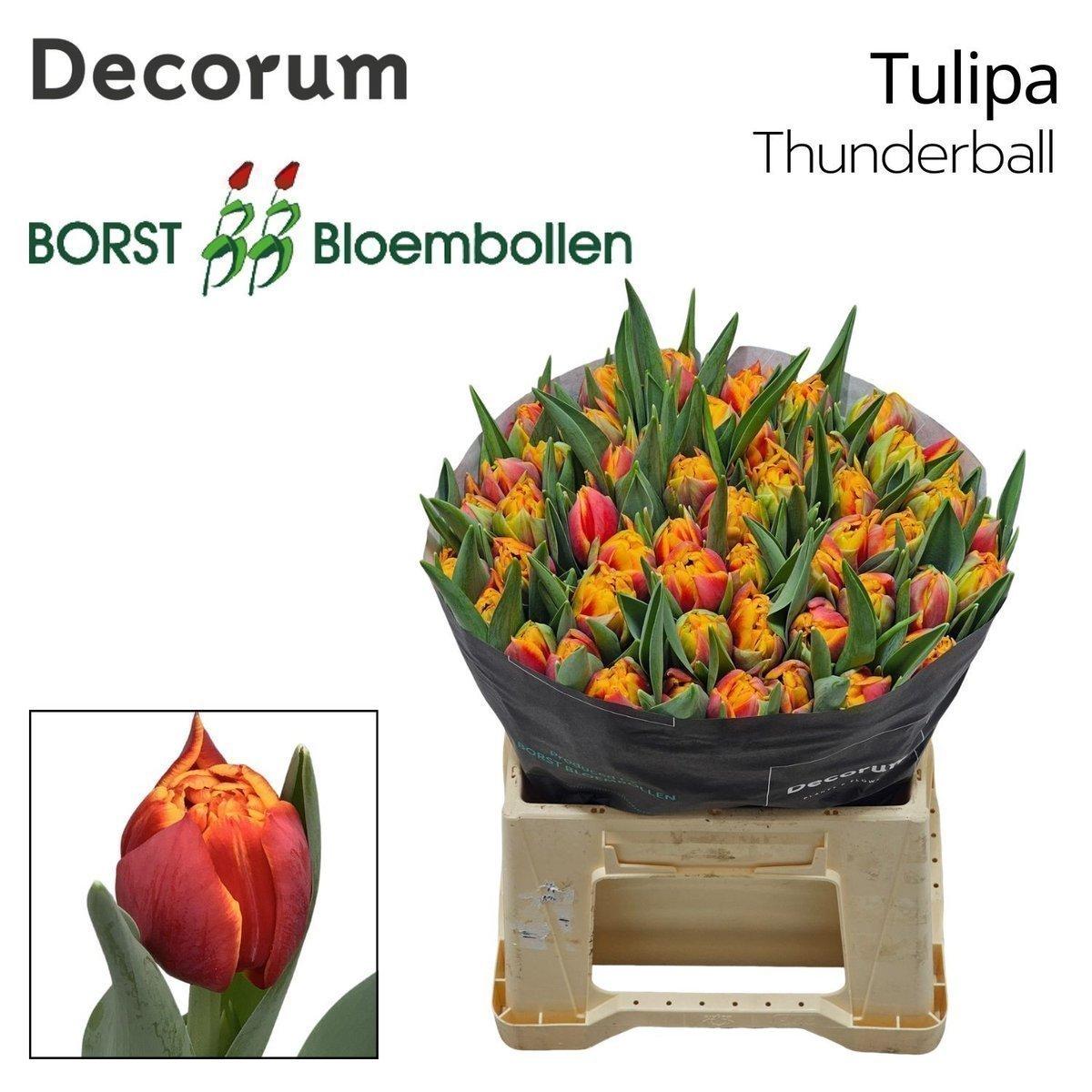 Срезанные цветы оптом Tulipa do thunderball от 50шт из Голландии с доставкой по России