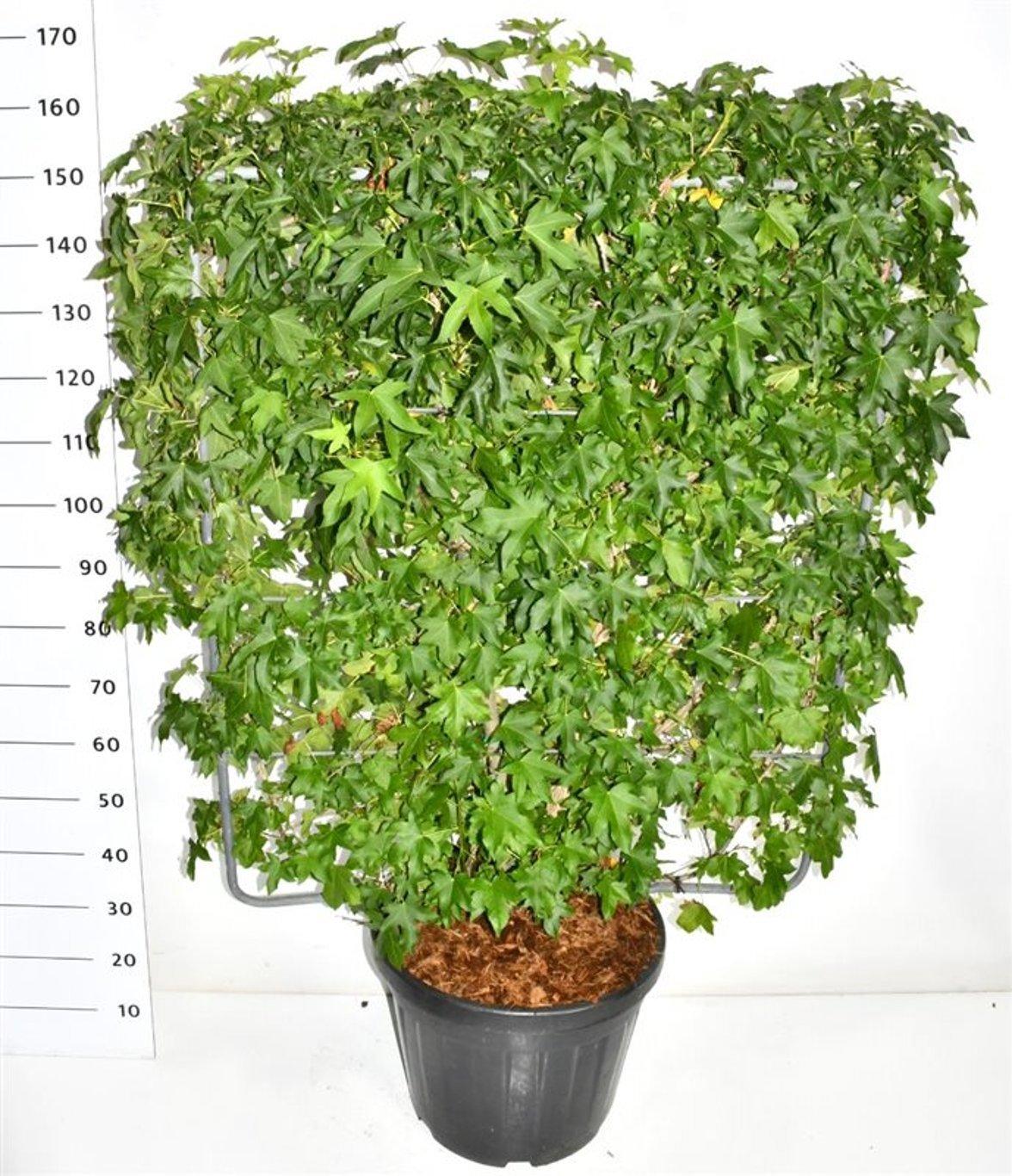 Горшечные цветы и растения оптом Liquidambar Styraciflua On Screen от 1шт (для телеги) из Голландии с доставкой по России