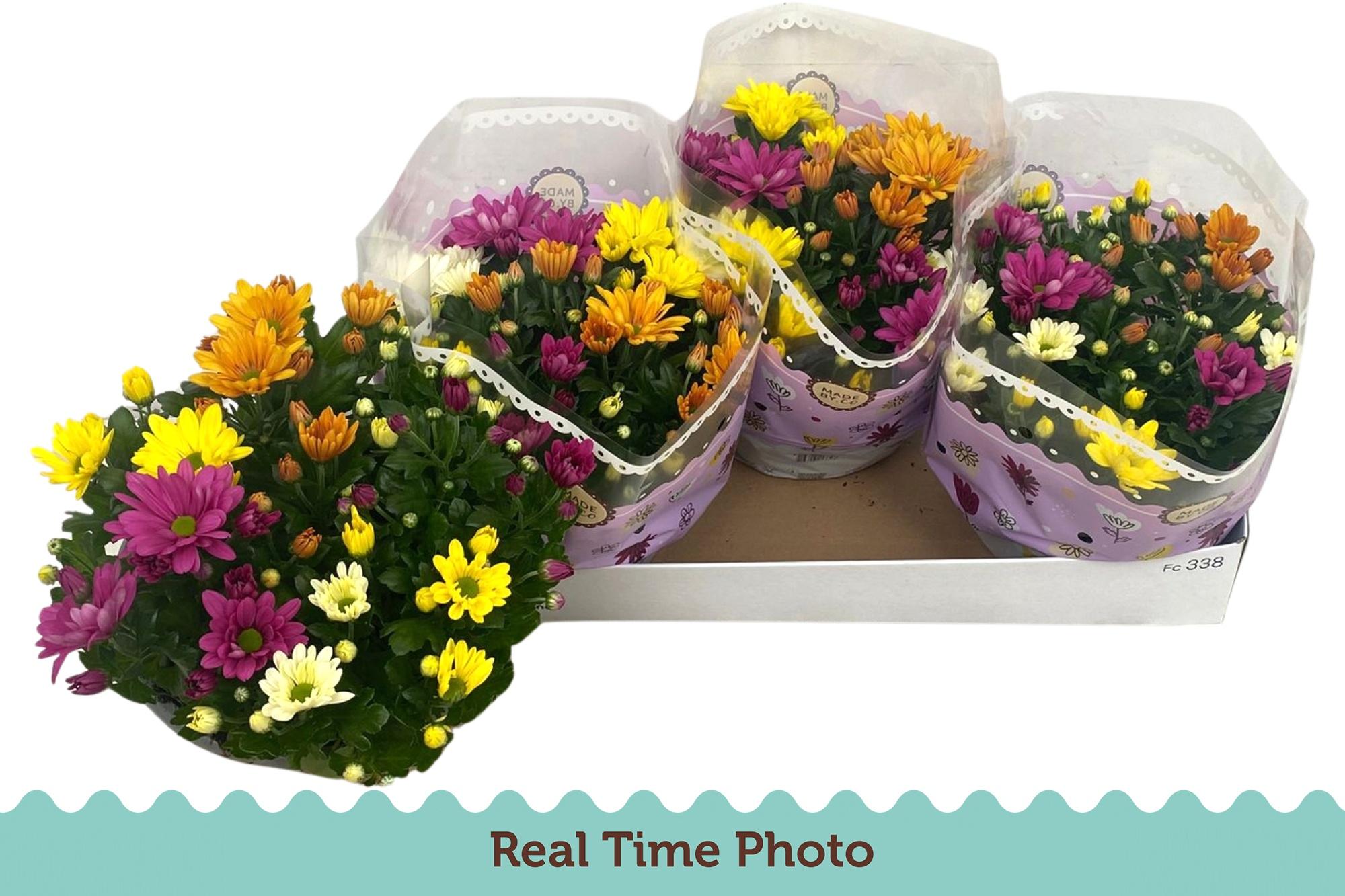 Горшечные цветы и растения оптом Chrys Gem In Pot от 3шт из Голландии с доставкой по России