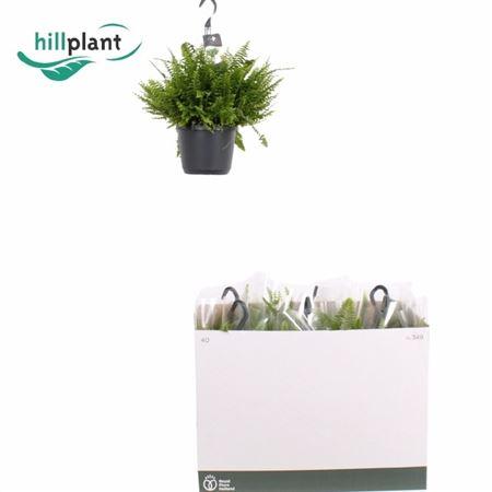 Горшечные цветы и растения оптом Nephrolepis Green Lady Hanging от 6шт из Голландии с доставкой по России