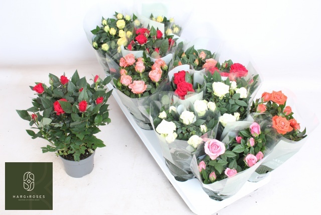 Горшечные цветы и растения оптом Ro Kordana Gem 5 Srt от 12шт из Голландии с доставкой по России