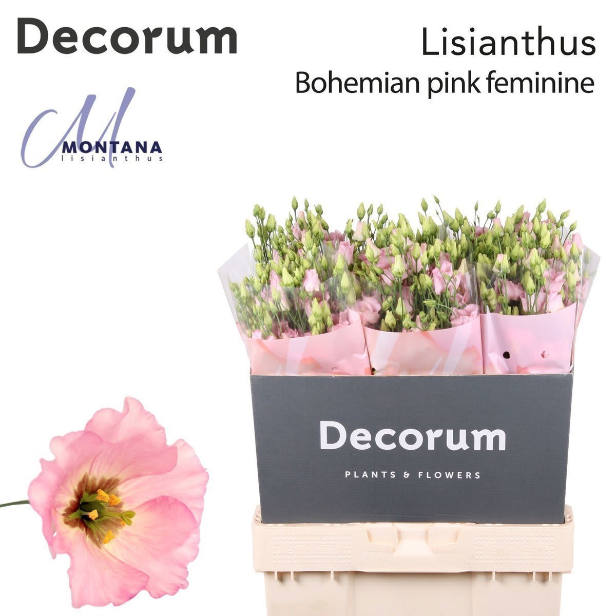 Срезанные цветы оптом Lisianthus si bohemian pink от 140шт. из Голландии с доставкой по России