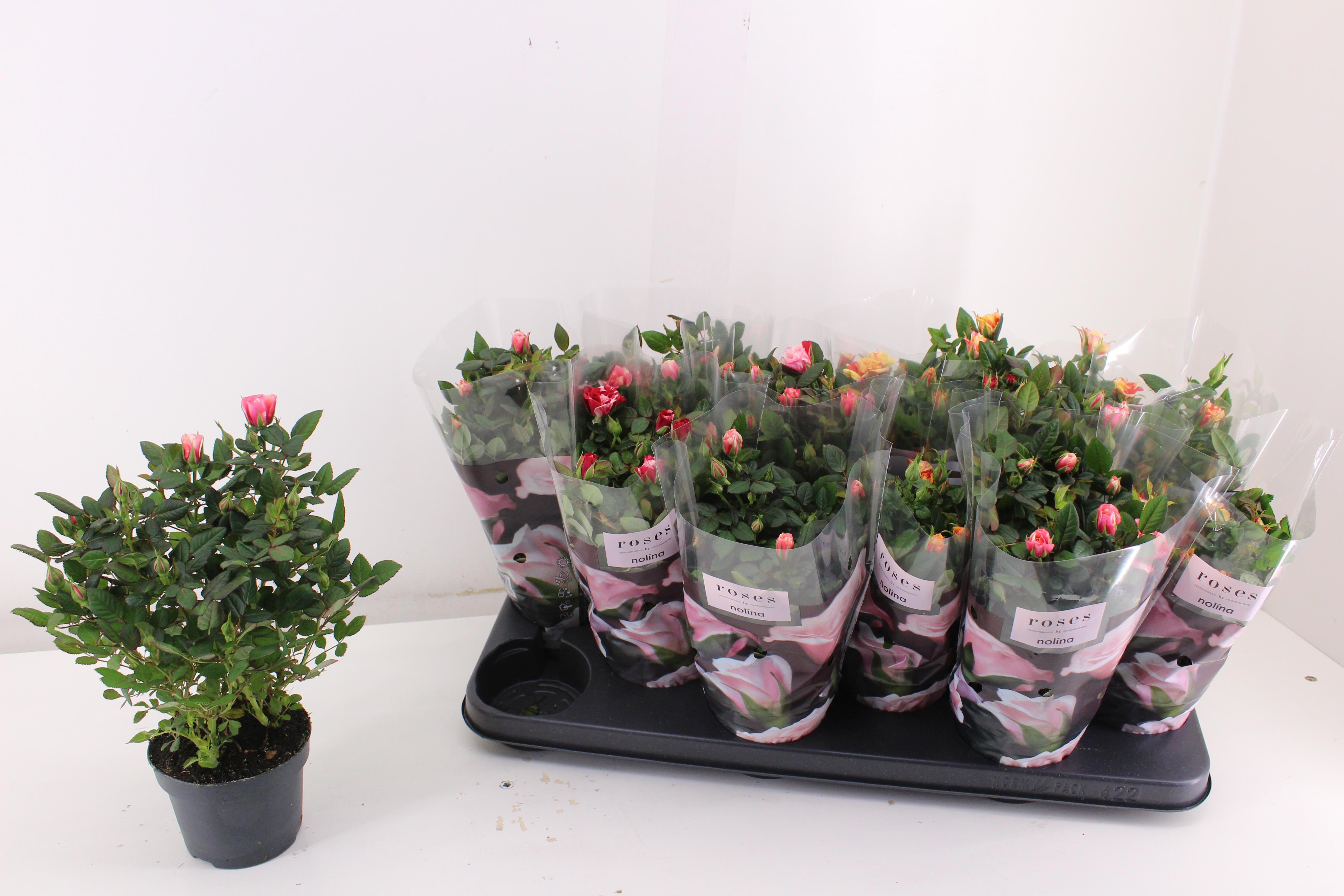 Горшечные цветы и растения оптом Ro Victory Gem от 12шт из Голландии с доставкой по России