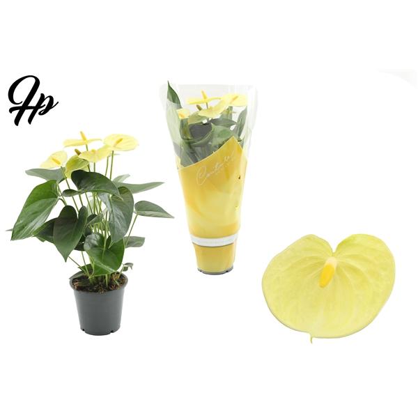 Горшечные цветы и растения оптом Anth An Vanilla In Couture 4+ Succe от 10шт из Голландии с доставкой по России