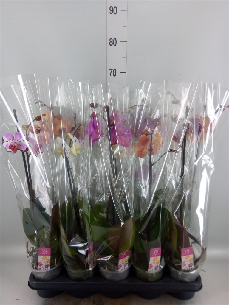 Горшечные цветы и растения оптом Phalaenopsis   ...mix от 10шт' из Голландии с доставкой по России