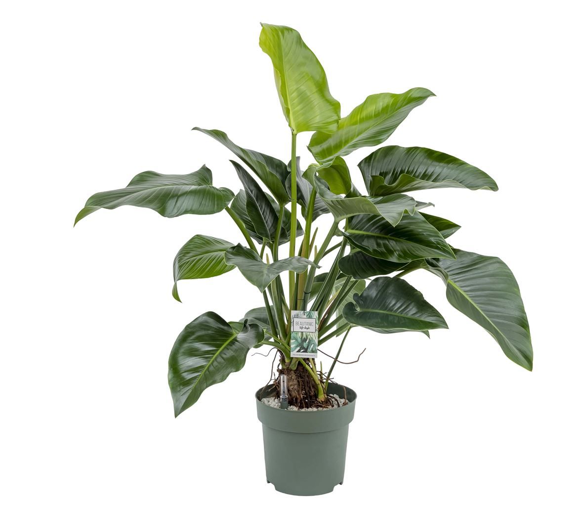 Горшечные цветы и растения оптом Philodendron Green Beauty от 1шт из Голландии с доставкой по России