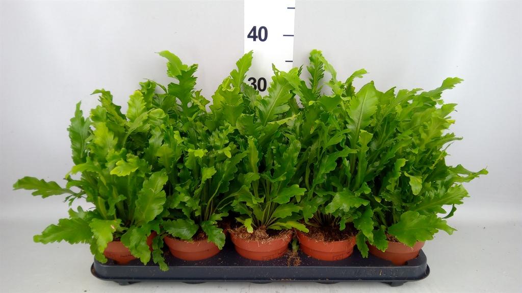 Горшечные цветы и растения оптом Asplenium Ni Campio от 10шт из Голландии с доставкой по России