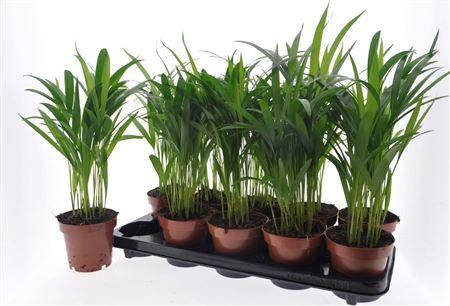 Горшечные цветы и растения оптом Dypsis Lutescens 15pp от 10шт из Голландии с доставкой по России