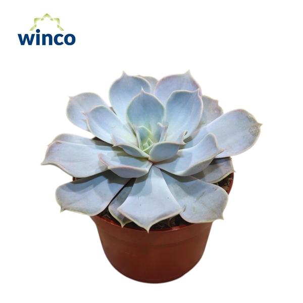 Горшечные цветы и растения оптом Echeveria Lilacina от 12шт из Голландии с доставкой по России