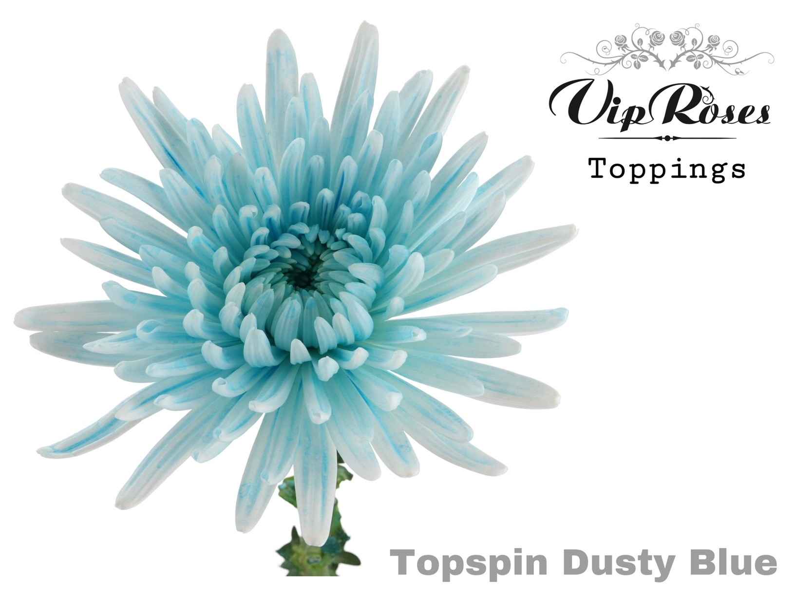 Срезанные цветы оптом Chrys bl paint topspin dusty blue от 20шт из Голландии с доставкой по России