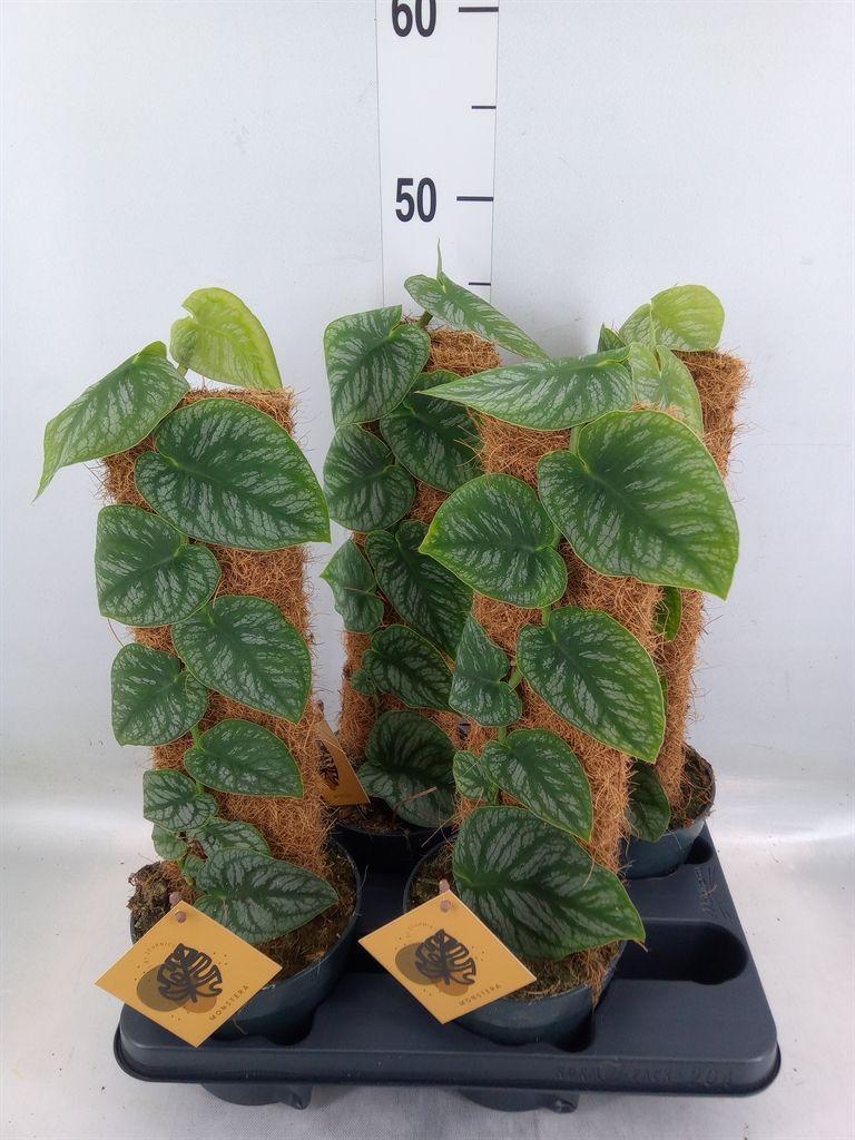 Горшечные цветы и растения оптом Planten   ...green L% от 4шт из Голландии с доставкой по России