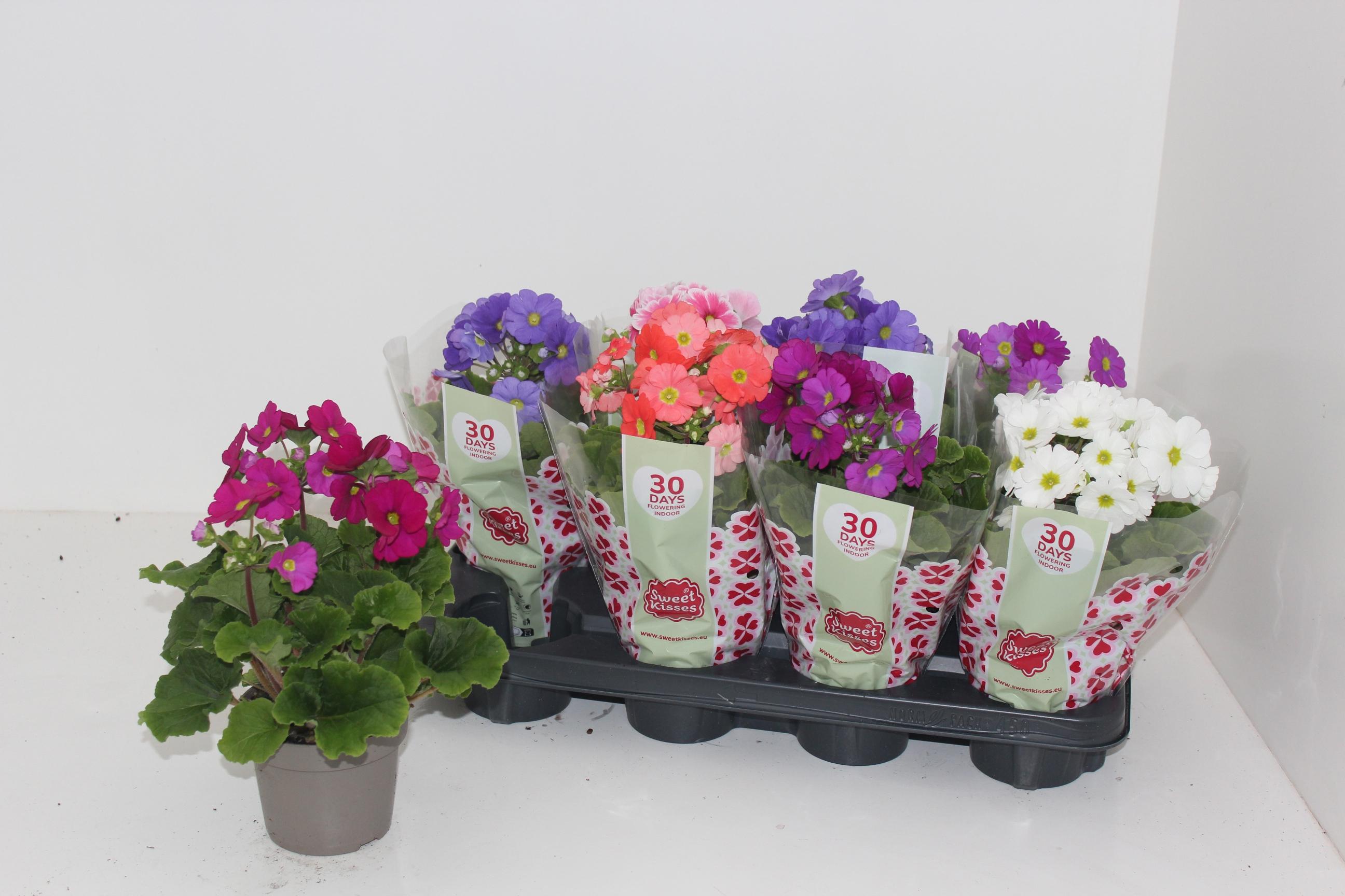 Горшечные цветы и растения оптом Prim Ob Sweetk A Gem от 8шт из Голландии с доставкой по России