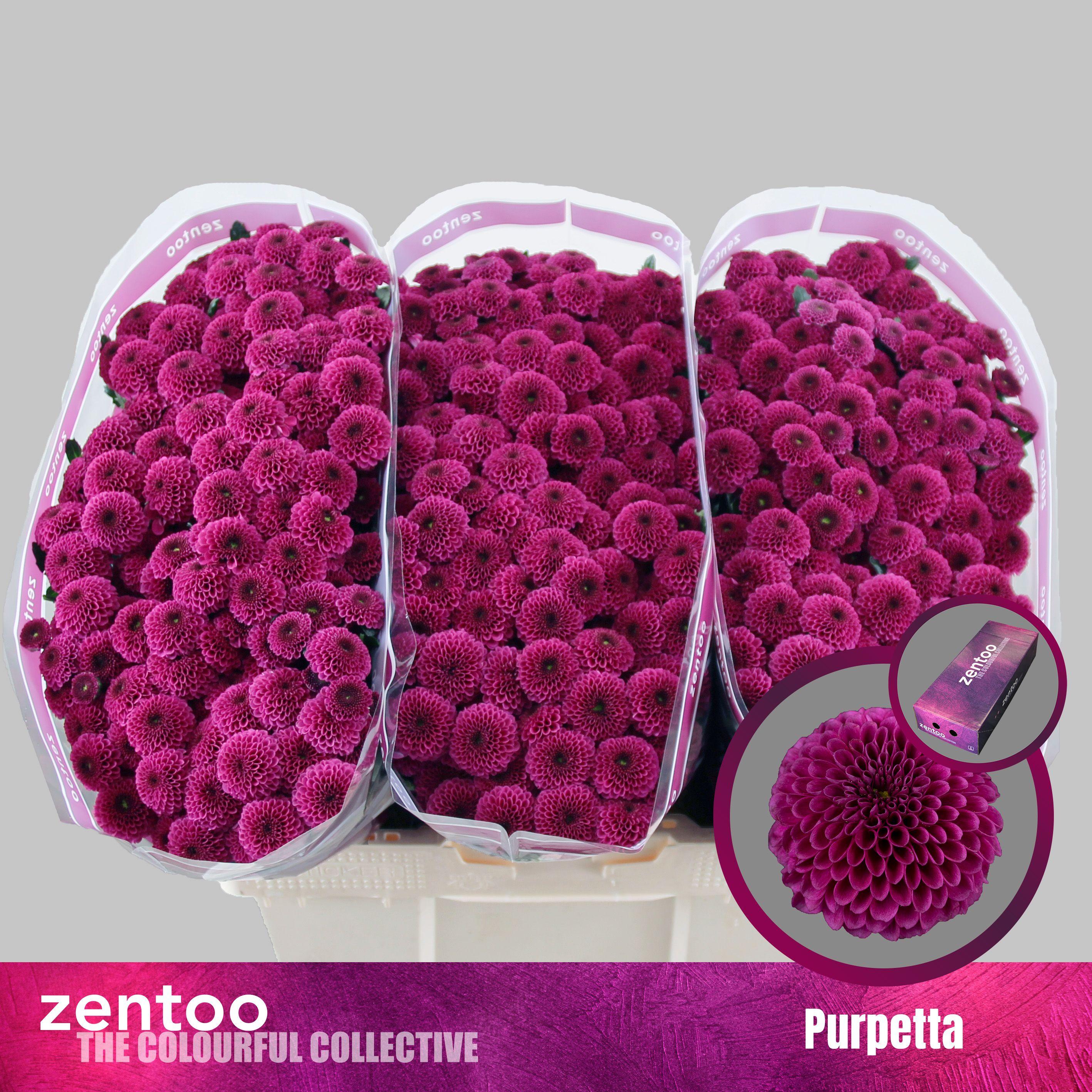 Срезанные цветы оптом Chrys sa purpetta от 225шт из Голландии с доставкой по России