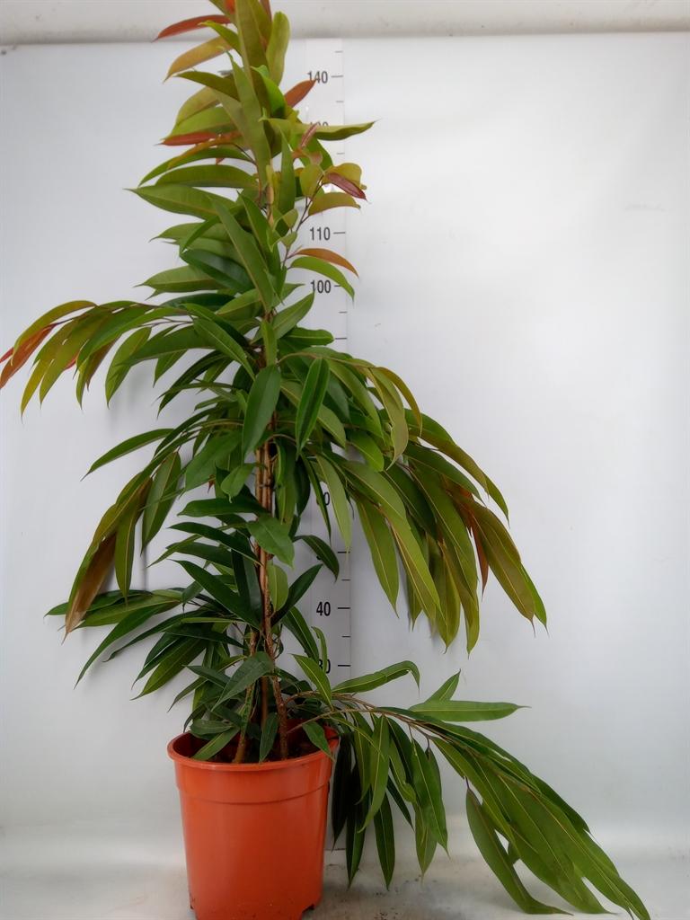 Горшечные цветы и растения оптом Ficus Bin Amstel King от 1шт из Голландии с доставкой по России